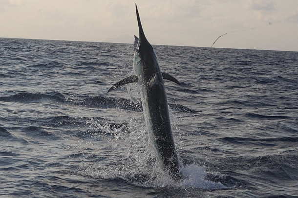 The 2013 snapper season in South Australia is closed from November 1 through until December 15. Image: Jamie Crawford